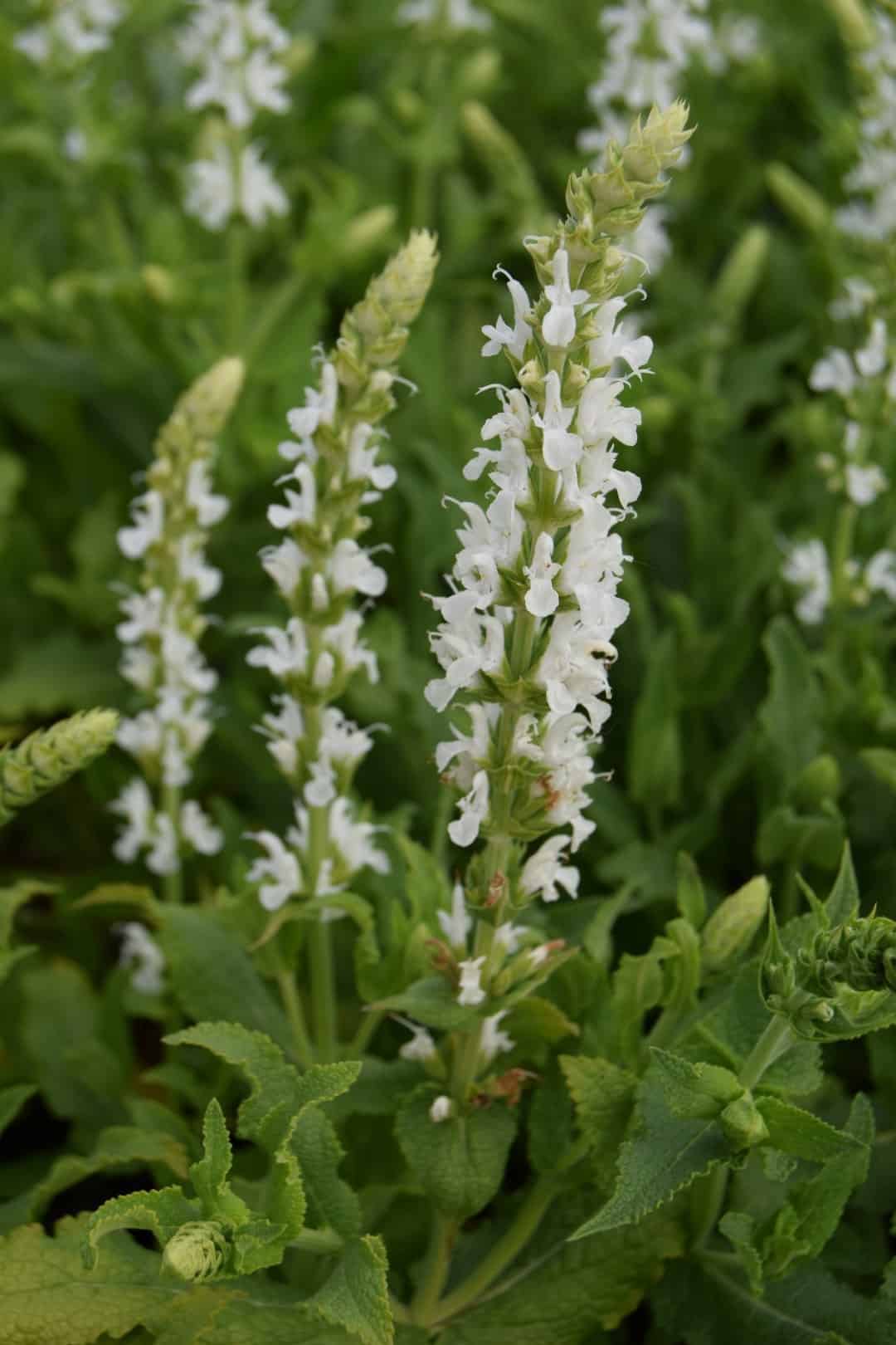 Salvia x sylvestris 'Schneehugel' ---
